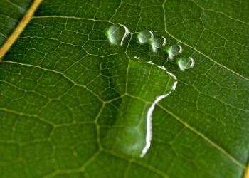 La Huella Verde